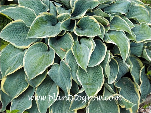 Hosta Blue Dimples (Hosta) is a medium sized plant with blue, heavily corrugate leaves edged by a thin cream margin.